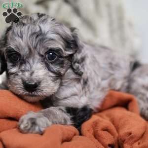 Ringo, Cavapoo Puppy